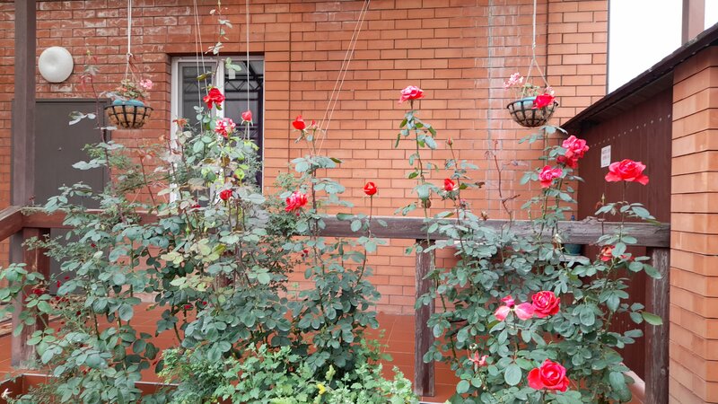 Островок — фотография 16, Красный Пахарь